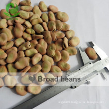 High Quality Broad Beans/ Fava Beans With Competitive Price 50-60